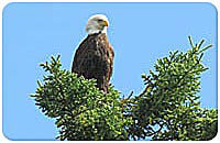 Bald eagle on the lookout