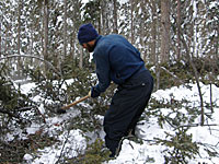 The debris are cut to firewood...