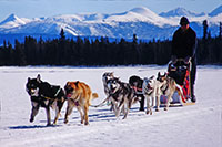 Dog team in front of the lodge (1997)