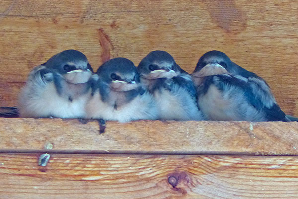 Four baby swallows recovering after their first flight